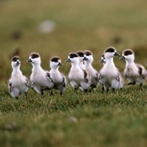 Ruddy shelduck (Tadorna ferruginea) ducklings on grass, Mongolia