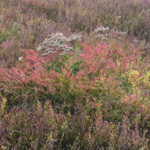 Salt meadow with glasswort -Salicornia europaea- and sea lavender -Limonium vulgare-, Vlieland, province of North Holland, The Netherlands