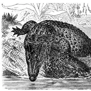 Saltwater crocodile (Crocodilus biporcatus)