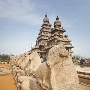 Sculptures of Nandi Bull around ancient Shore Temple at Mahabalipuram, Kanchipuram District, Tamil Nadu, India