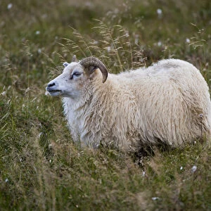 Sheep, Reykjanesskagi, Southern Peninsula or Reykjanes, Iceland