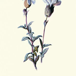Silene uniflora, sea campion, White Flower, Botanical art print