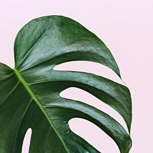 Single leaf of Monstera deliciosa palm plant on pink background