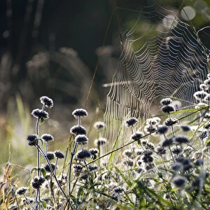 Spider web on an autumn morning