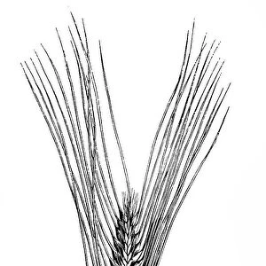 Sprat Barley (Hordeum zeocriton)