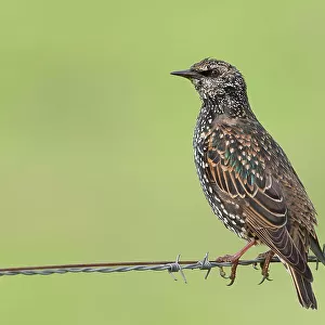 Starling, Common Starling (Sturnus vulgaris) in winter, sitting on barbed wire of a pasture fence, Ochsen Moor, Duemmer nature park Park, Lower Saxony, Germany