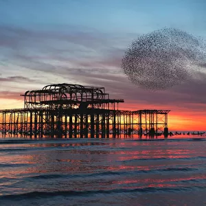 Starling Murmuration at Brightons West Pier in England