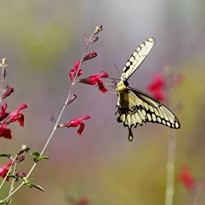 Swallowtail butterfly on red wildflowers
