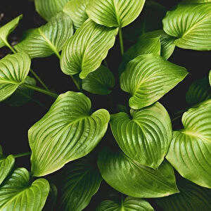 tropical leaves, abstract green leaves texture, nature backgrou