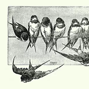 Vintage illustration Swift's perching on a telegraph line, Birds Wildlife Art