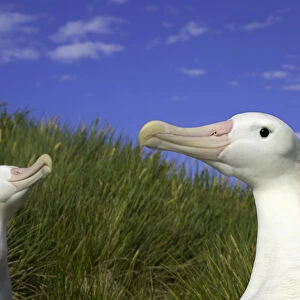 Two wandering albatross (Diomedea exulans) in courtship display