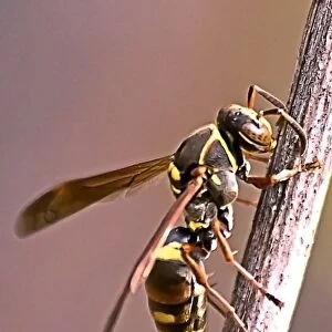 Wasp feeding over the stem