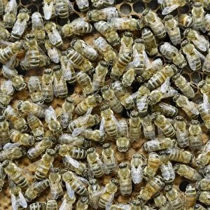 Worker bees on sealed brood comb