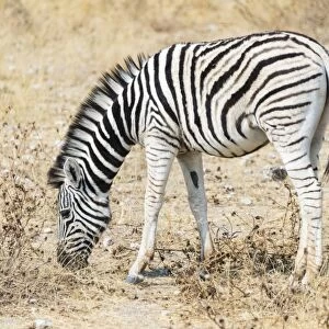 Young Burchells Zebra -Equus burchellii-, Etosha National Park, Namibia