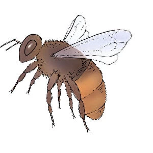 Young honey bee (Apis mellifera)