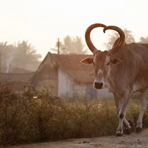 Zebu or humped cattle with heart-shaped horns, Karnataka, South India, India, South Asia, Asia