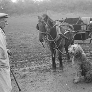 Mr Groombridge looks on as his sheepdog holds the reins to the poney and trap