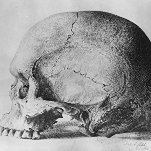 The oldest known skull in the direct line of human ascent. The skull of the prehistoric
