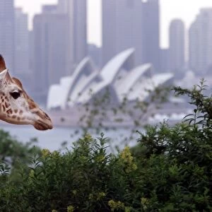Australia-Zoo-Sydney