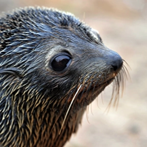 New Zealand-Wildlife-Seal