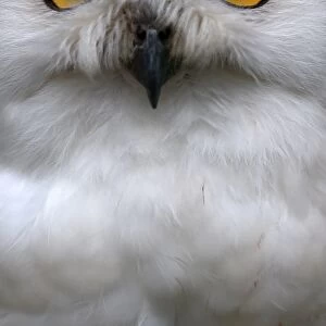 Snow Owl Watching Visitors
