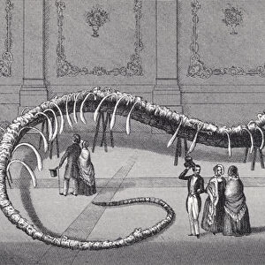 114 foot long Skeleton of Fake Sea Serpent Hydrarchos harlani, c. 1845 (etching)