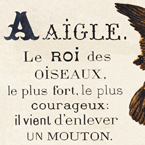 A : Aigle - the king of the animal, the strongest and bravest - he just kidnapped a sheep