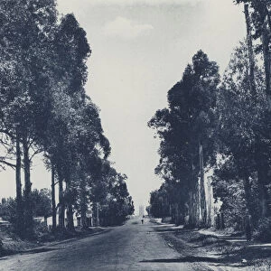 Avenue of Blue Gum Trees, Pretoria (b / w photo)