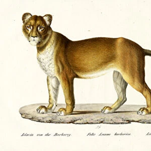 Barbary Lioness, 1824 (colour litho)