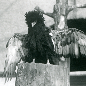 A Bateleur Eagle stands on a tree stump and spreads its wings, London Zoo