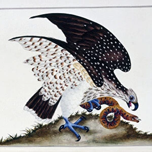 Bird of prey with snake, 1808-21 (watercolour drawing)