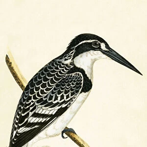 Black and White Kingfisher, illustration from A History of the Birds of Europe Not Observed in the British Isles by Charles Robert Bree (1811-86), published 1867 (colour litho)