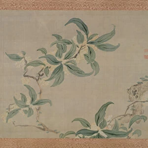 Blossom, 1851 (watercolour on silk)