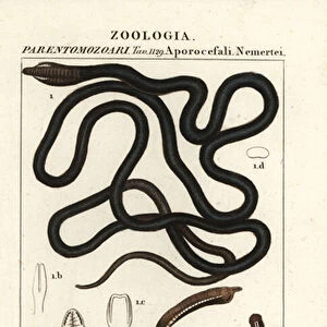 Bootlace worm, Lineus longissimus 1, Borlasia angliae 1, proboscis worm, Cerebratulus bilineatus 2, Cerebratulus bilineatus 2, ribbon worm, Tubulanus polimorphus 3, Tubulanus elegans 4