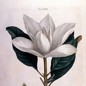 Botanical board: Magnolia