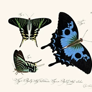 Butterflies, 1783-1806 (coloured engraving)