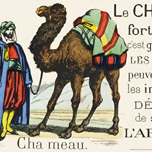 C : Chameau - Le Chameau strong and sober, thanks to the camel arabs could cross the sand