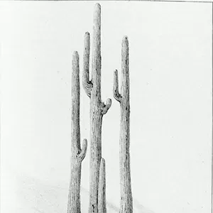 Cereus Giganteus (litho) (b / w photo)