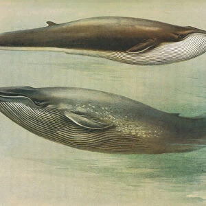 Common Rorqual, Sibbalds Rorqual or Blue Whale, from Thorburn