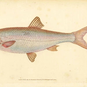 Dace, Leuciscus leuciscus (Cyprinus leuciscus). Handcoloured copperplate drawn and engraved by Edward Donovan from his Natural History of British Fishes, Donovan and F. C. and J. Rivington, London, 1802-1808