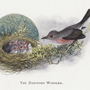 The Dartford Warbler (chromolitho)