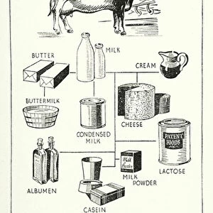 This diagram illustrates some of the main products of milk (litho)