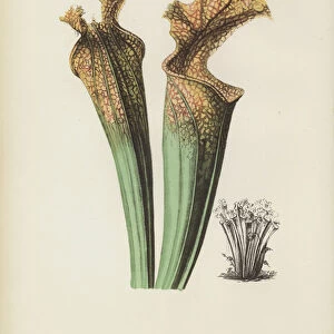 Drummonds Side-Saddle Flower, Sarracenia Drummondii (chromolitho)