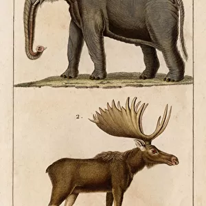Elephant and Elan. "Fauna des Mdecins ou histoire des animaux et de leur produits par Hippolyte Cloquet"- Volume 6 - 1825