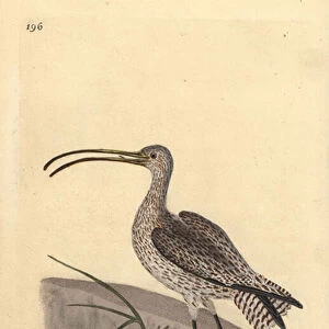 Eurasian curlew, Numenius arquata. Handcoloured copperplate drawn and engraved by Edward Donovan from his own "Natural History of British Birds, "London, 1794-1819