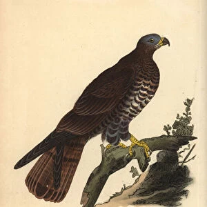 European honey buzzard, Pernis apivorus. Handcoloured copperplate drawn and engraved by Edward Donovan from his own "Natural History of British Birds, "London, 1794-1819