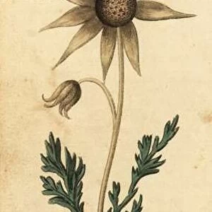 Flannel flower, Actinotus helianthi. 1800 (engraving)