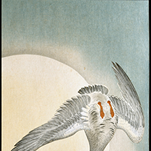 Flight of duck in moonlight. 1908 (Xylography and Japanese print)