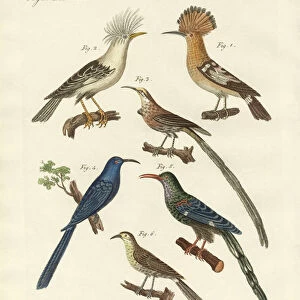 Foreign kinds of hoopoes (coloured engraving)