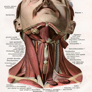 Frontal View of the Muscles and Glands of the Human Neck, 1906 (engraving)